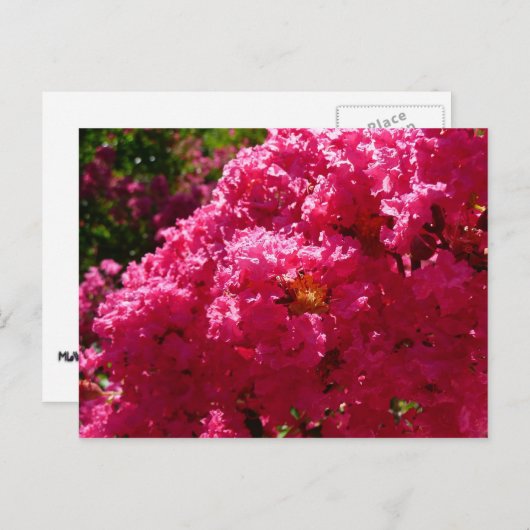 Crepe Myrtle Tree Magenta Floral Postkarte (Vorne/Hinten)