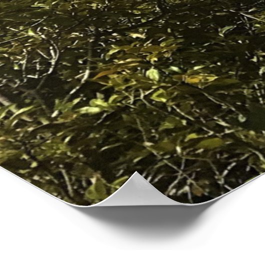 Crescent Lake Poster (Ecke)