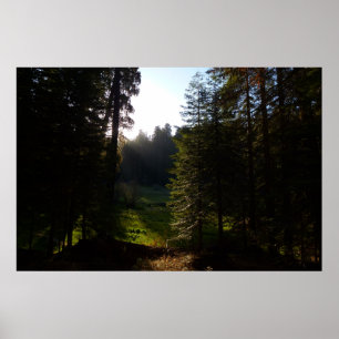 Crescent Meadow Morgen im Sequoia National Park Poster