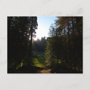 Crescent Meadow Morning on Sequoia Nationalpark Postkarte