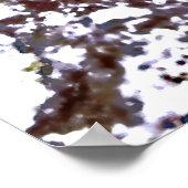 Crested Blenny Poster (Ecke)