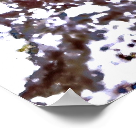 Crested Blenny Poster (Ecke)