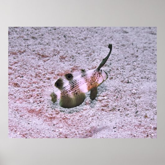 Crested Blenny Poster (Vorne)