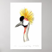 Crested Crane Poster (Vorne)