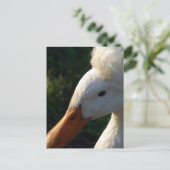 Crested Duck Postkarte (Stehend Vorderseite)