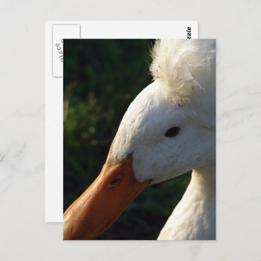 Crested Duck Postkarte (Vorne/Hinten)