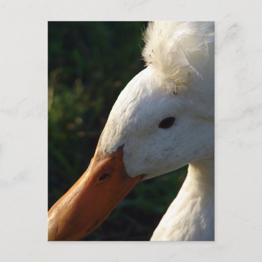 Crested Duck Postkarte (Vorderseite)