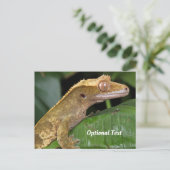 Crested Gecko auf der linken Seite Postkarte (Stehend Vorderseite)