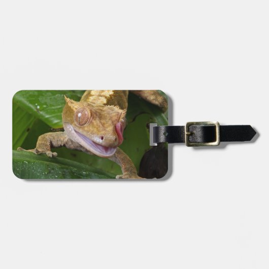 Crested Gecko Gepäckanhänger (Vorderseite horizontal)