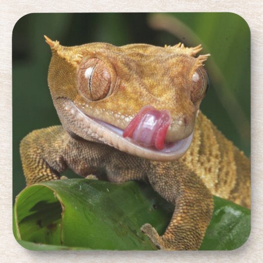 Crested Gecko Getränkeuntersetzer (Vorderseite)