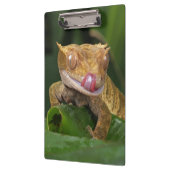Crested Gecko Lizard Klemmbrett (Links)