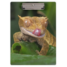 Crested Gecko Lizard