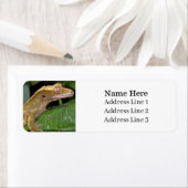 Crested Gecko Lizard Rücksendeadresse (Insitu)