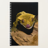 Crested Gecko Planer (Vorderseite)