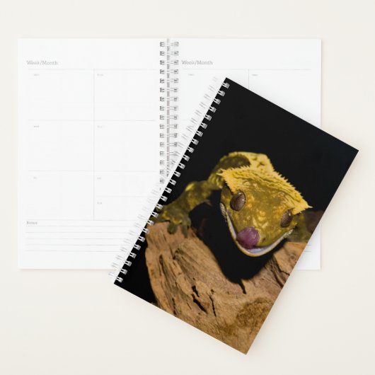 Crested Gecko Planer (Anzeige)