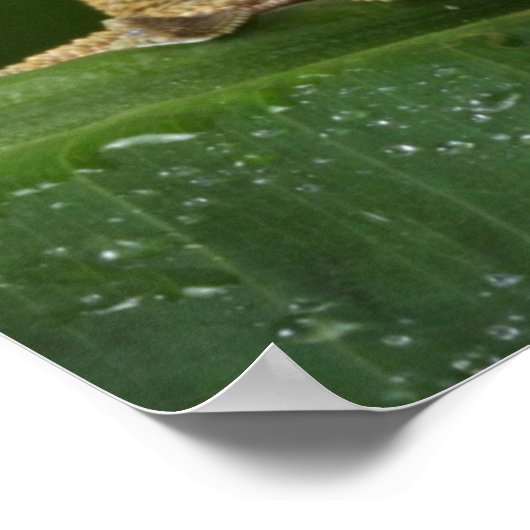 Crested Gecko Poster (Ecke)