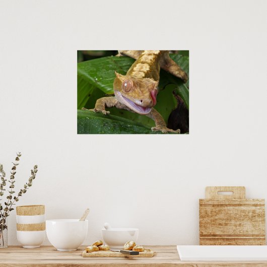 Crested Gecko Poster (Küche)