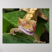 Crested Gecko Poster (Vorne)