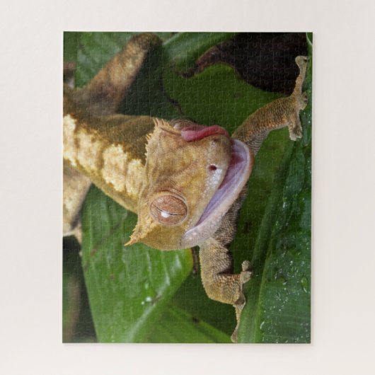 Crested Gecko Puzzle (Vertikal)