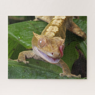 Crested Gecko Puzzle