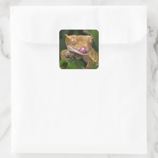 Crested Gecko Quadratischer Aufkleber (Tasche)
