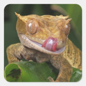 Crested Gecko Quadratischer Aufkleber (Vorderseite)