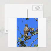 Crested Hawk Eagle in Sri Lanka Postkarte (Vorne/Hinten)