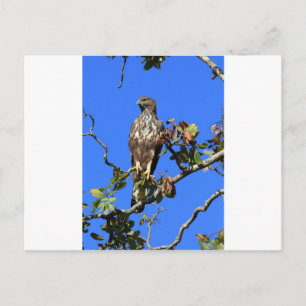 Crested Hawk Eagle in Sri Lanka Postkarte