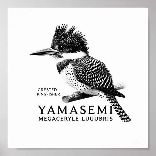 Crested Kingfisher Black & White Art Print Poster (Vorne)