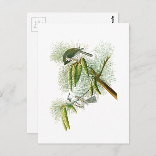 Crested Titmouse John James Audubon Birds America Postkarte (Vorne/Hinten)