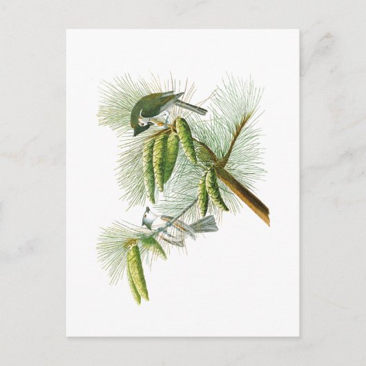 Crested Titmouse John James Audubon Birds America Postkarte (Vorderseite)