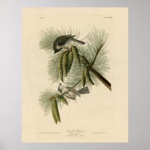 Crested (Tufted) Titmouse Audubon Birds of America Poster