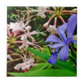 Crested Zwarf Iris Fliese (Vorderseite)