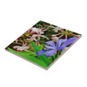 Crested Zwarf Iris Fliese (Seite)