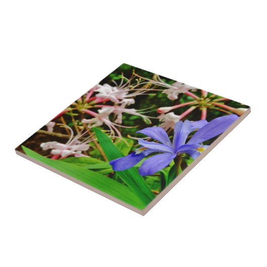 Crested Zwarf Iris Fliese (Seite)