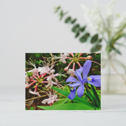 Crested Zwarf Iris Postkarte (Stehend Vorderseite)