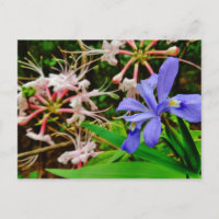 Crested Zwarf Iris