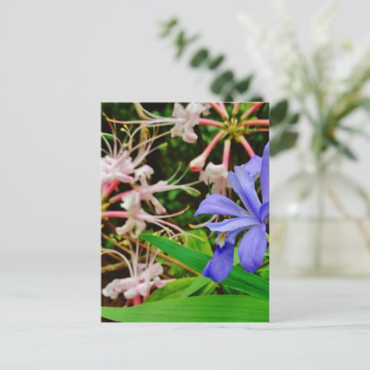 Crested Zwarf Iris Postkarte (Stehend Vorderseite)