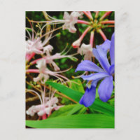 Crested Zwarf Iris