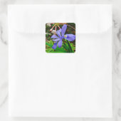 Crested Zwarf Iris Quadratischer Aufkleber (Tasche)