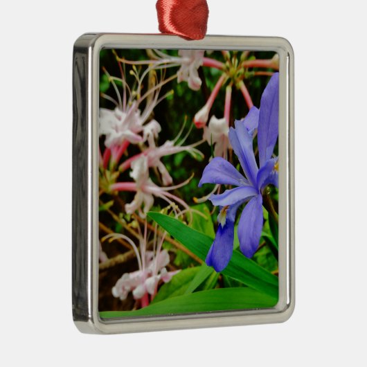 Crested Zwarf Iris Silbernes Ornament (Rechts)