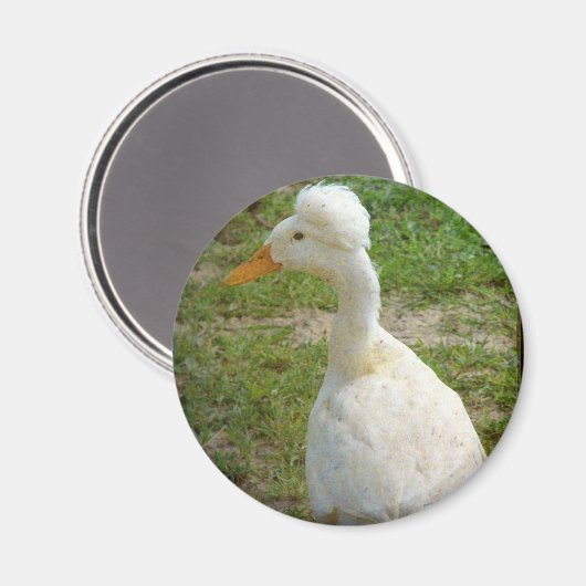 Crestie Magnet (Vorderseite/Rückseite)