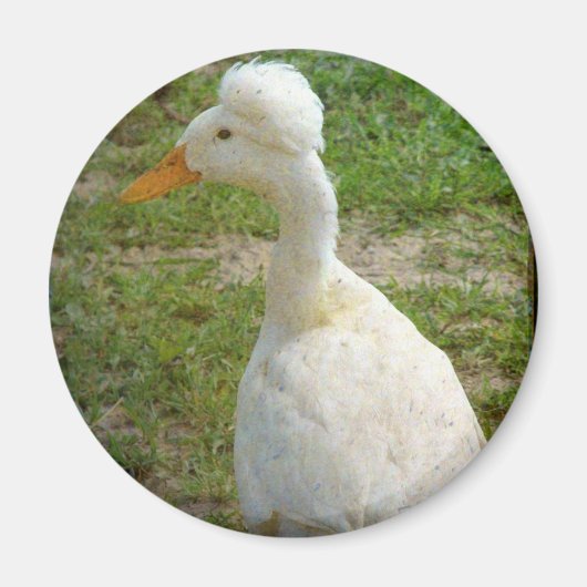 Crestie Magnet (Vorne)