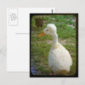 Crestie Postkarte (Vorne/Hinten)