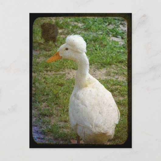 Crestie Postkarte (Vorderseite)