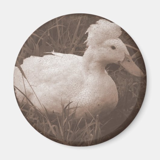 Crestie the Crested Duck Magnet (Vorne)