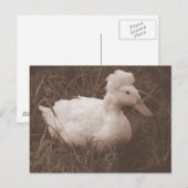 Crestie the Crested Duck Postkarte (Vorne/Hinten)