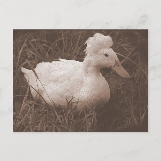 Crestie the Crested Duck Postkarte (Vorderseite)