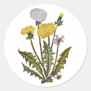 Crewel bestickt Golden Dandy Lions Runder Aufkleber