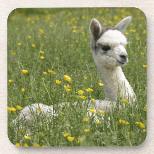 Cria in den Butterblumeen Untersetzer